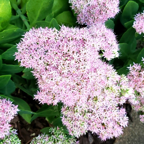 Meet your Posher, Timothy - Picture 1 of 1